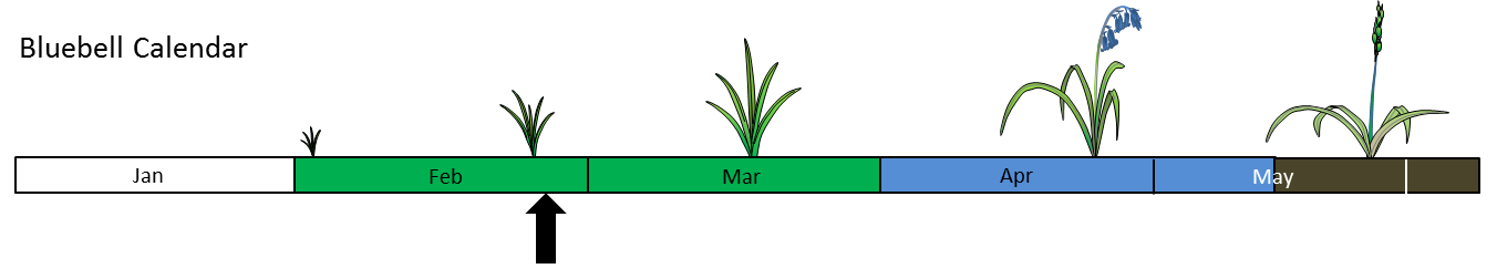 Bluebell Calendar Week 9