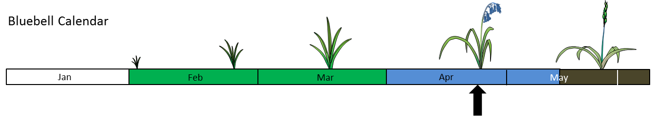 Bluebell Calendar Week 17